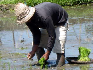 Rijst planten