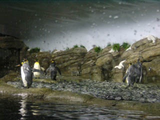 Pinguins