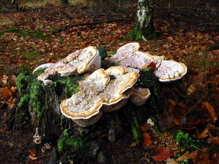 Paddestoelen