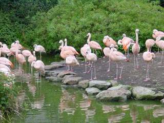 Flamingo's