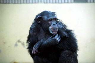 Chimpansee