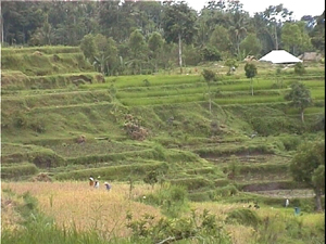 Rijstvelden Lombok