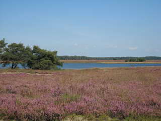 Dwingelderveld