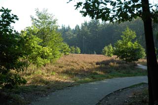 Bossen rond Westerbork